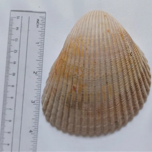 Lot of 14 Medium and Large Sea Shells 2.5" to 4" Cockle, Cowrie, Conch, Snail - Picture 13 of 14